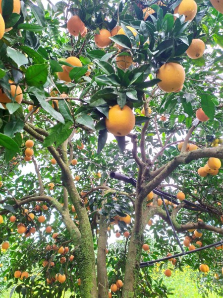 Bio-Orangen aus dem Belíce-Tal, Sizilien (Italien)