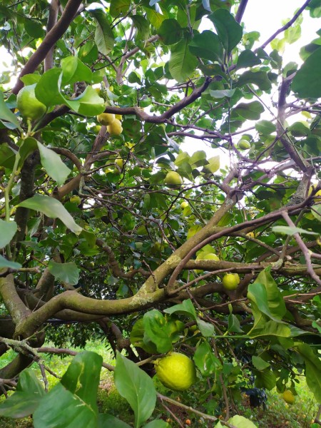 Bio-Zitronen aus dem Belíce-Tal, Sizilien (Italien)