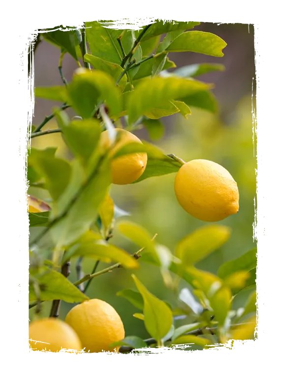 Olio Glorioso Bio Zitronen aus Sizilien