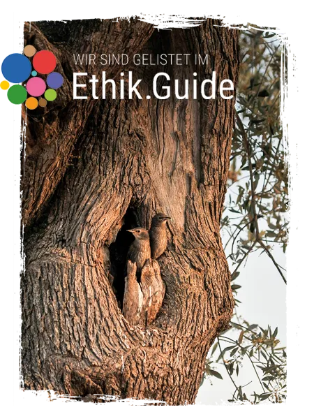 Vogelschutz bei der Olivenernte - Ernte per Hand schützt Zugvögel